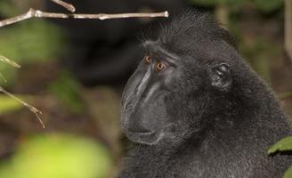 macaco negro con cresta mientras te mira en el bosque foto