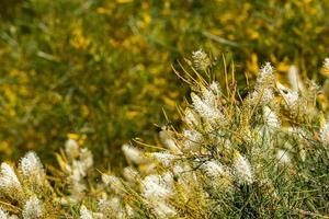 australia bush flowers flora detail photo