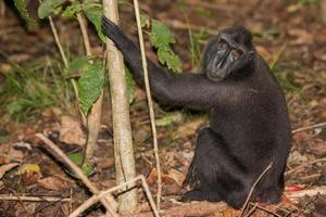 mono macaco negro con cresta mientras te miraba en el bosque foto