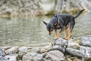 perro pincher jugando foto