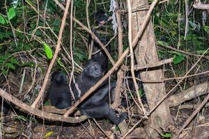mono macaco negro con cresta en el bosque foto