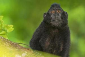 mono macaco negro con cresta mientras te miraba en el bosque foto