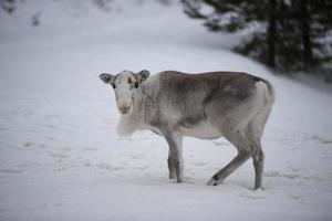 retrato de reno de laponia en tiempo de nieve de invierno foto