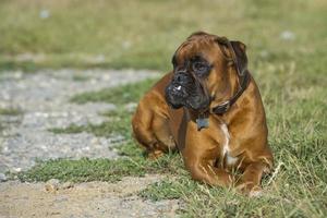 dog boxer young puppy while sitting on green grass photo