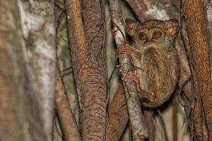 Tarsius small nocturnal monkey photo