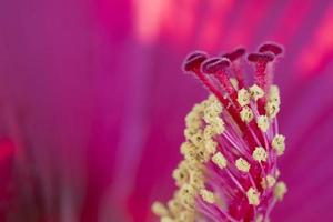Hibiscus pistil macro photo