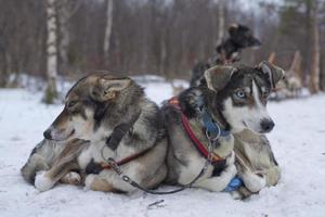 sledding with sled dog in lapland in winter time photo