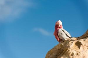 Australia cacatua galahs close up portrait photo