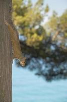 Squirrel portrait on the sea photo
