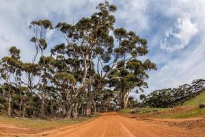 carretera roja de australia en el bosque de eucaliptos en un día soleado foto
