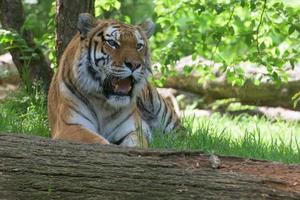 Siberian tiger ready to attack looking at you photo