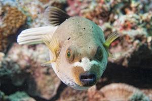 colorful ball puffer fish on the reef background photo