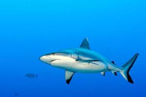 tiburón gris listo para atacar bajo el agua en el azul foto