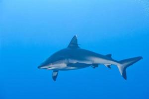 un tiburón gris mandíbulas listas para atacar bajo el agua retrato de cerca foto