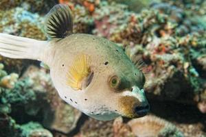 colorful ball puffer fish on the reef background photo