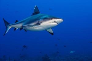 ataque de tiburon bajo el agua foto