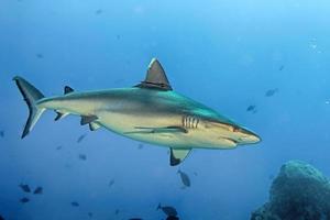 Grey shark jaws ready to attack in the blue photo