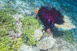 Sea star crown of thorns photo