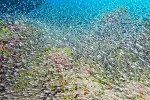 bola de cebo gigante de peces de vidrio que se mueve bajo el agua foto