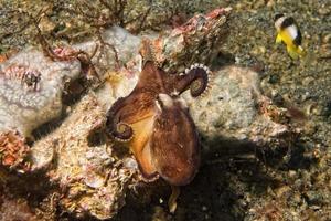 coconut octopus underwater portrait photo