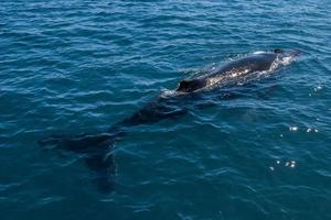 Humpback whales swimming in Australia shark bay photo