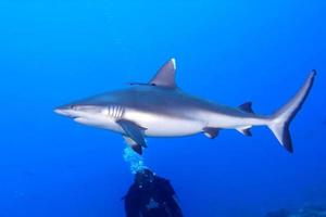 A grey shark jaws ready to attack underwater close up portrait photo