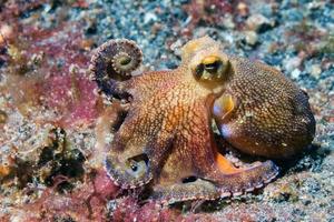 pulpo de coco retrato submarino fuera del nido foto