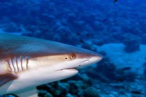 A grey shark jaws ready to attack underwater close up portrait photo