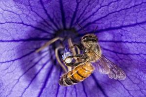 abeja volando hacia ti desde la flor foto