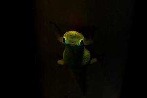 Gold dust day gecko while looking at you photo