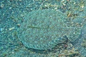 A flat fish eyes detail while hiding in the sand  in indonesia photo