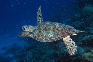 turtle coming to you underwater photo