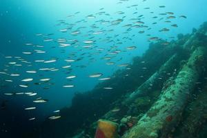 A school of fish over a wreck photo