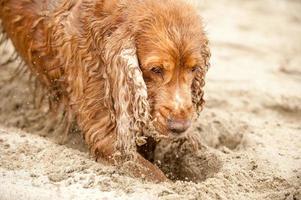 cachorro recién nacido cocker spaniel inglés perro cavando arena foto