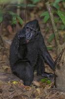 macaco negro con cresta mientras te mira en el bosque foto