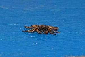 small crab portrait photo