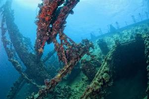 A hard coral on a ship wreck in red sea photo