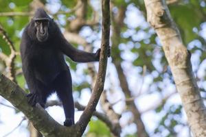 macaco negro con cresta mientras te mira en el bosque foto