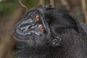 macaco negro con cresta mientras te mira en el bosque foto