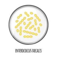 The human microbiome of enterococcus faecalis in a petri dish. Vector image. Bifidobacteria, lactobacilli. Lactic acid bacteria. Illustration in a flat style.