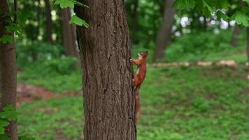 kleines Eichhörnchen, das herumläuft und auf einen Baum klettert video