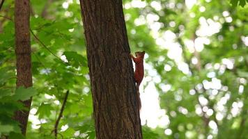 petit écureuil se promenant et grimpant à un arbre video