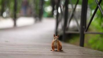 kleines Eichhörnchen, das herumläuft und auf einen Baum klettert video