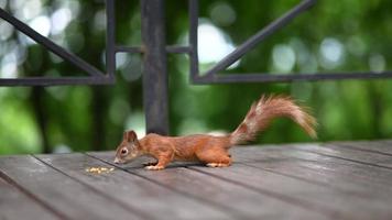 kleines Eichhörnchen, das herumläuft und auf einen Baum klettert video