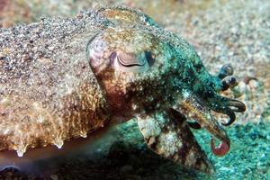 Squid cuttlefish underwater on black lava sand photo