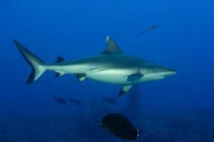 A grey shark jaws ready to attack underwater close up portrait photo