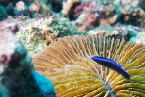 Coris rainbow wrasses fish portrait photo