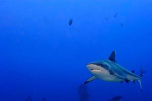 un tiburón gris mandíbulas listas para atacar bajo el agua retrato de cerca foto