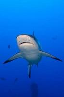 A grey shark jaws ready to attack underwater close up portrait photo