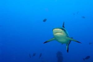 un tiburón gris mandíbulas listas para atacar bajo el agua retrato de cerca foto